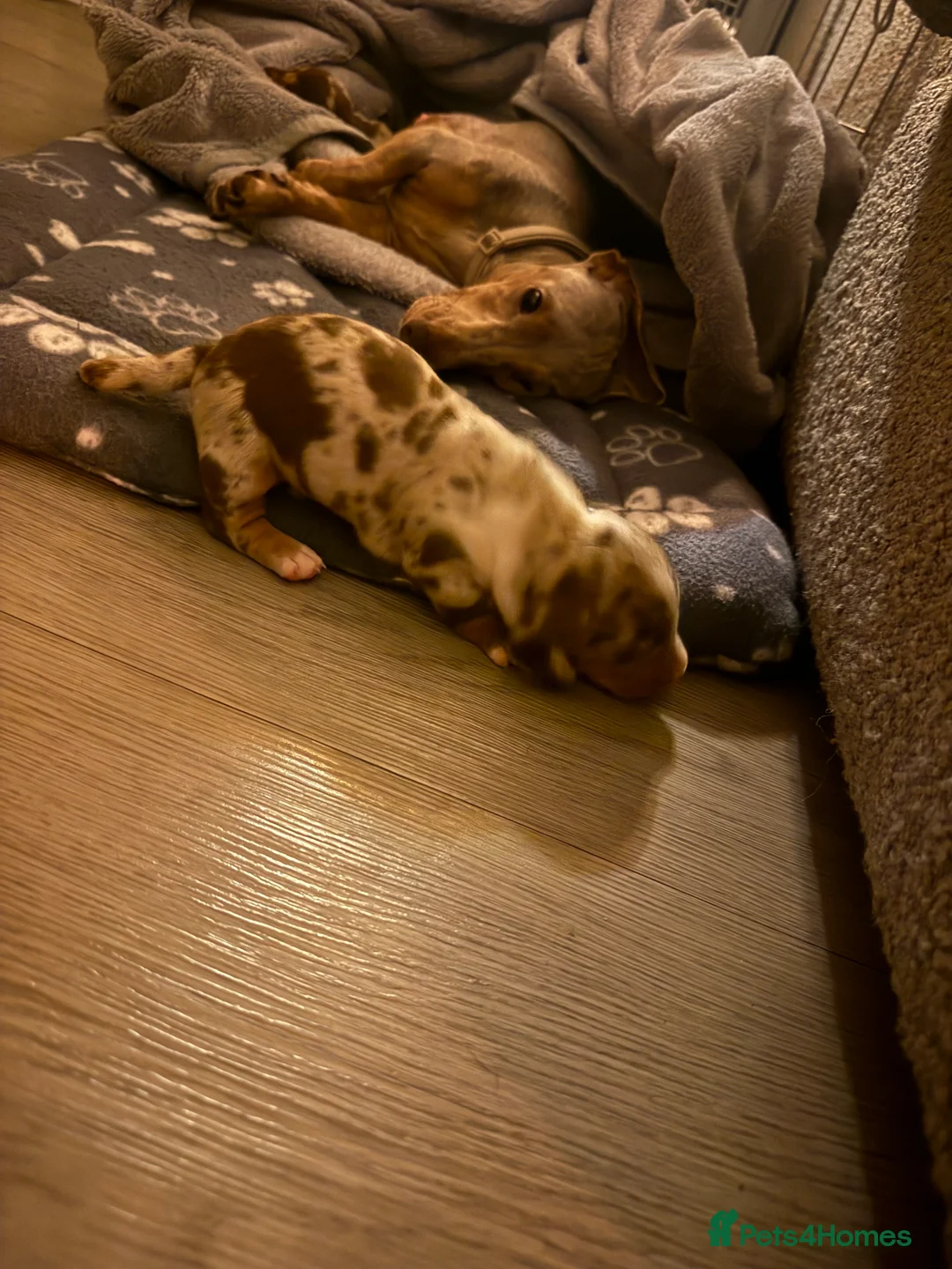 Miniature Dachshund dogs for sale: 🐾 5 Mini Dachshunds 4 dappled, 1 choc 🐾 - Advert 11