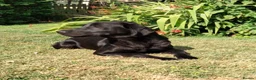 Labrador Retriever dogs for sale: DRAKESHEAD & FENDAWOOD PUP'S FOR SALE in South Molton - Advert 6