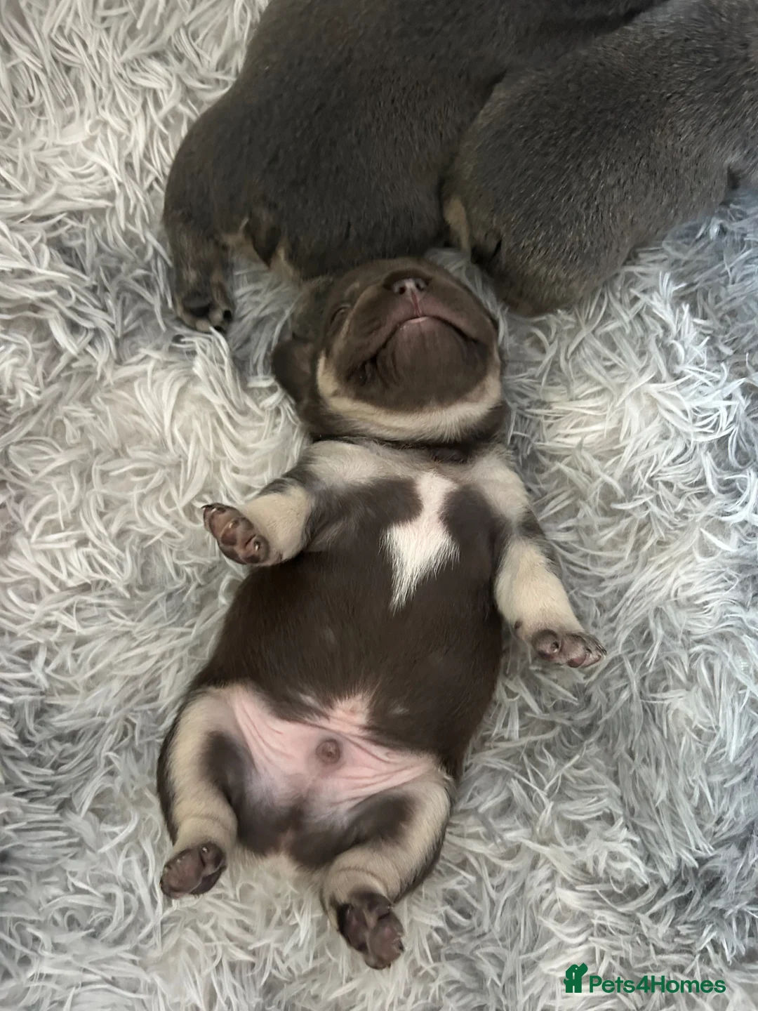 French Bulldog dogs for sale: Chocolate Rolo frenchie x frog  - Advert 1