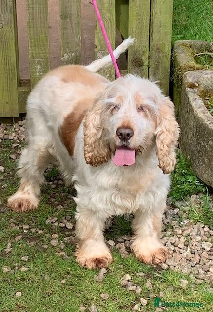 Cocker Spaniel dogs beautiful adult girl - Advert 3