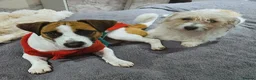 Jack Russell dogs for sale: JRT Last boy of the litter  in Havant - Advert 10