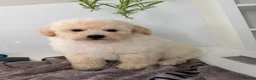 Poochon dogs for sale: Health tested poochons  - Advert 10