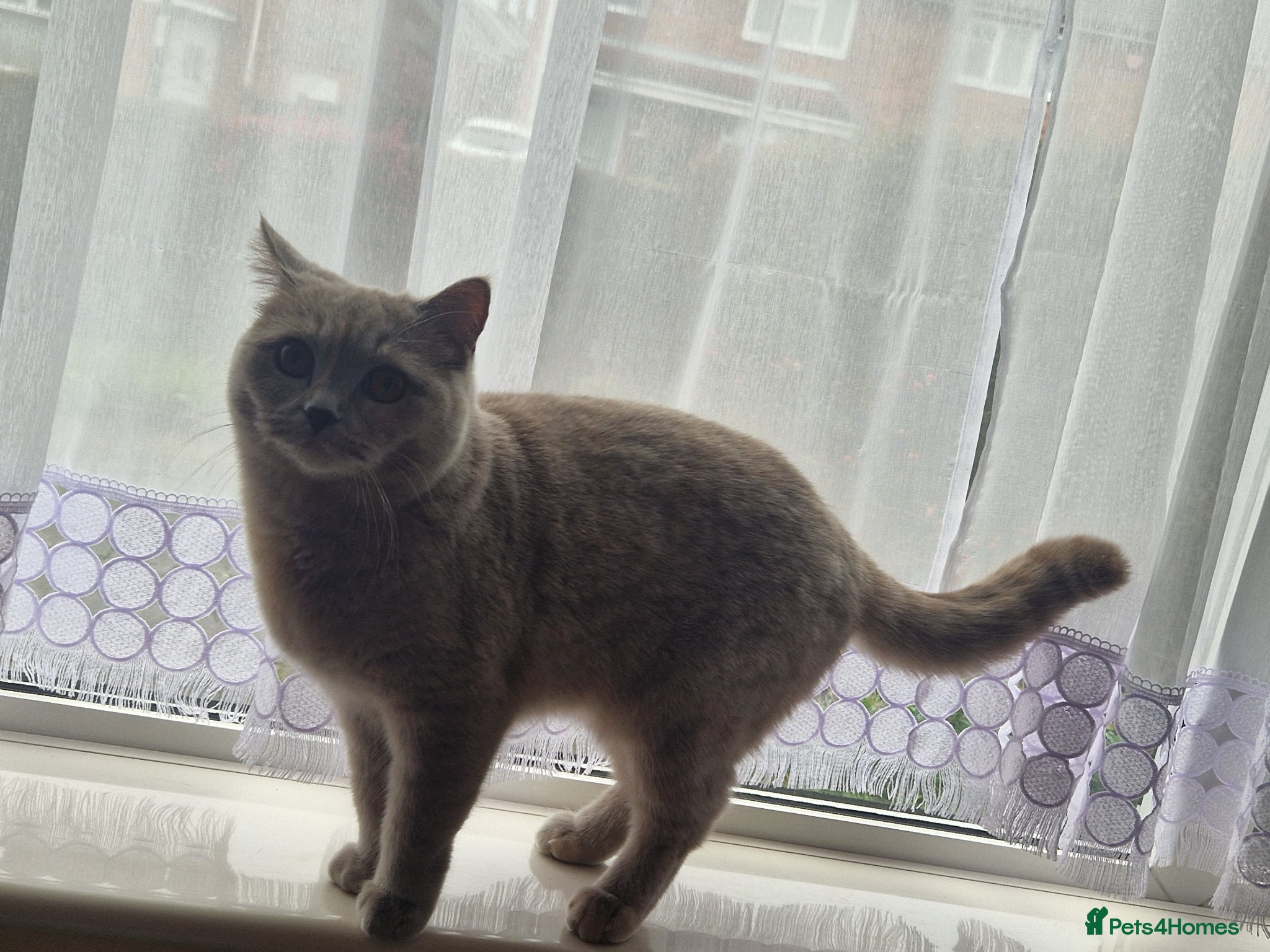 British Longhair cats for sale: Kittens blue boys and girl  in Nottingham - Advert 7