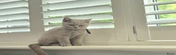 British Shorthair cats for sale: British Shorthair Lilac & Grey Blue Cute Kittens  - Advert 4