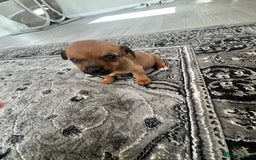Jack Russell dogs for sale: 4. Beautiful Jack Russell. Pups - Image 4