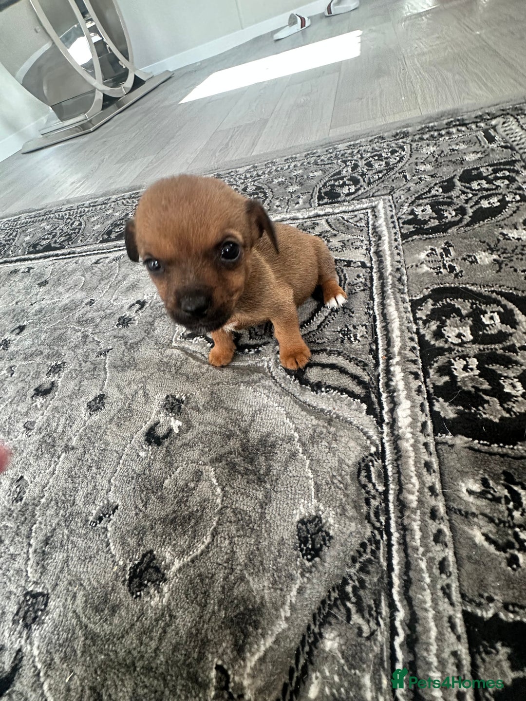 Jack Russell dogs for sale: 4. Beautiful Jack Russell. Pups - Image 4