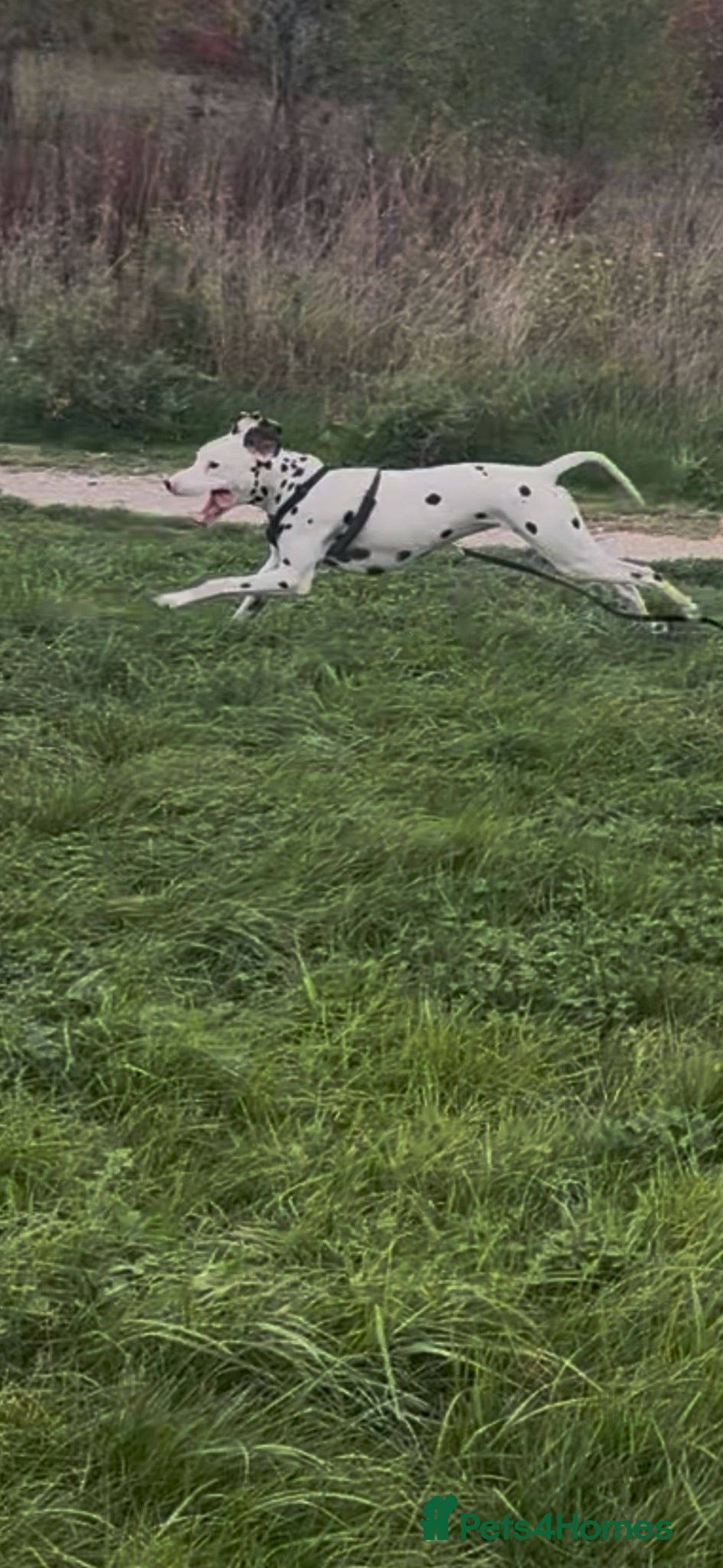 Dalmatian dogs for sale: 1 year old Male Dalmation  - Image 3