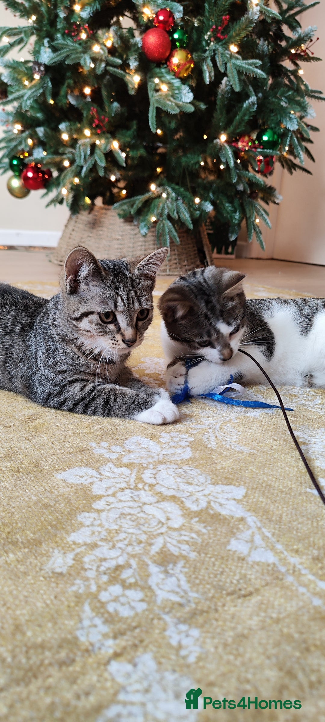 Mixed Breed cats for sale: Kittens 1 male 1 female (vaccinated) - Advert 4