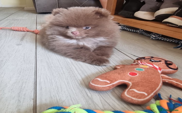Pomeranian dogs - Advert 13