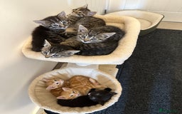 Mixed Breed cats for sale: 7 friendly kittens looking for forever homes - Image 3
