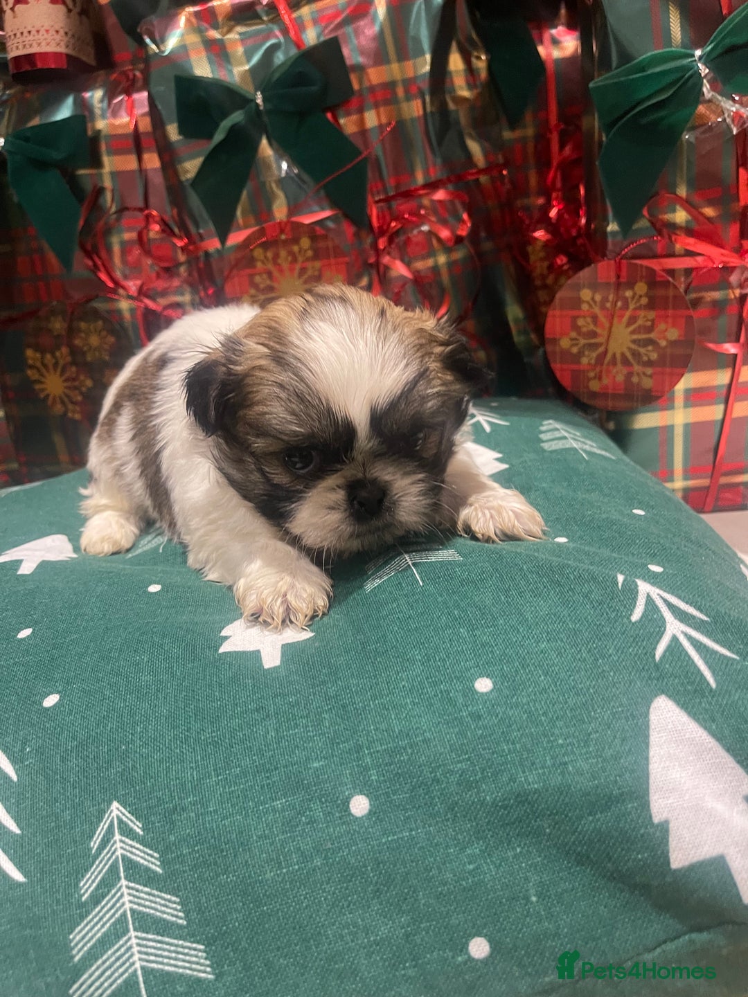 Shih Tzu dogs for sale: Shih tzu  puppies  - Advert 12