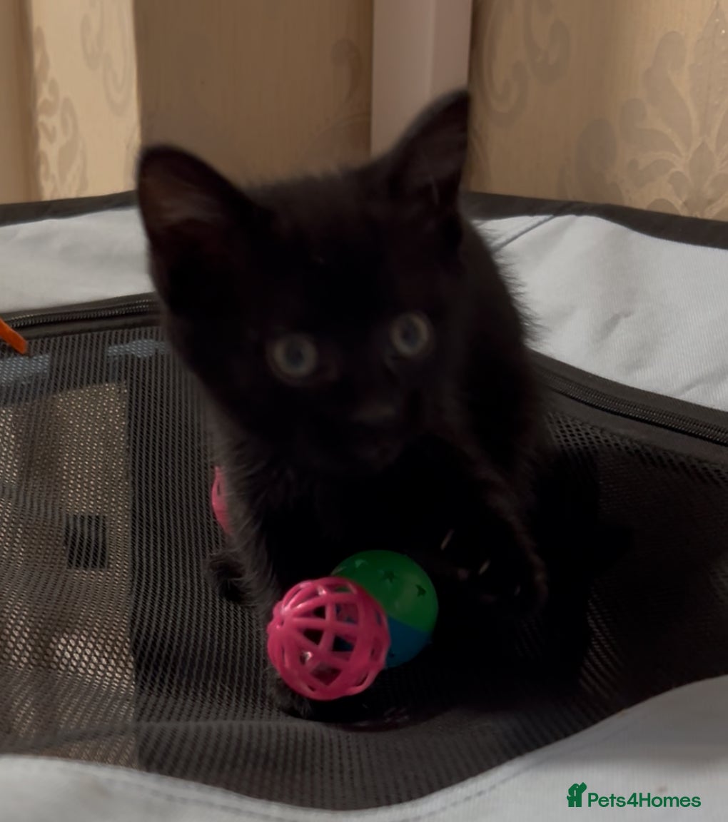 Domestic Shorthair cats 1 female kitten black looking for her forever home - Advert 15