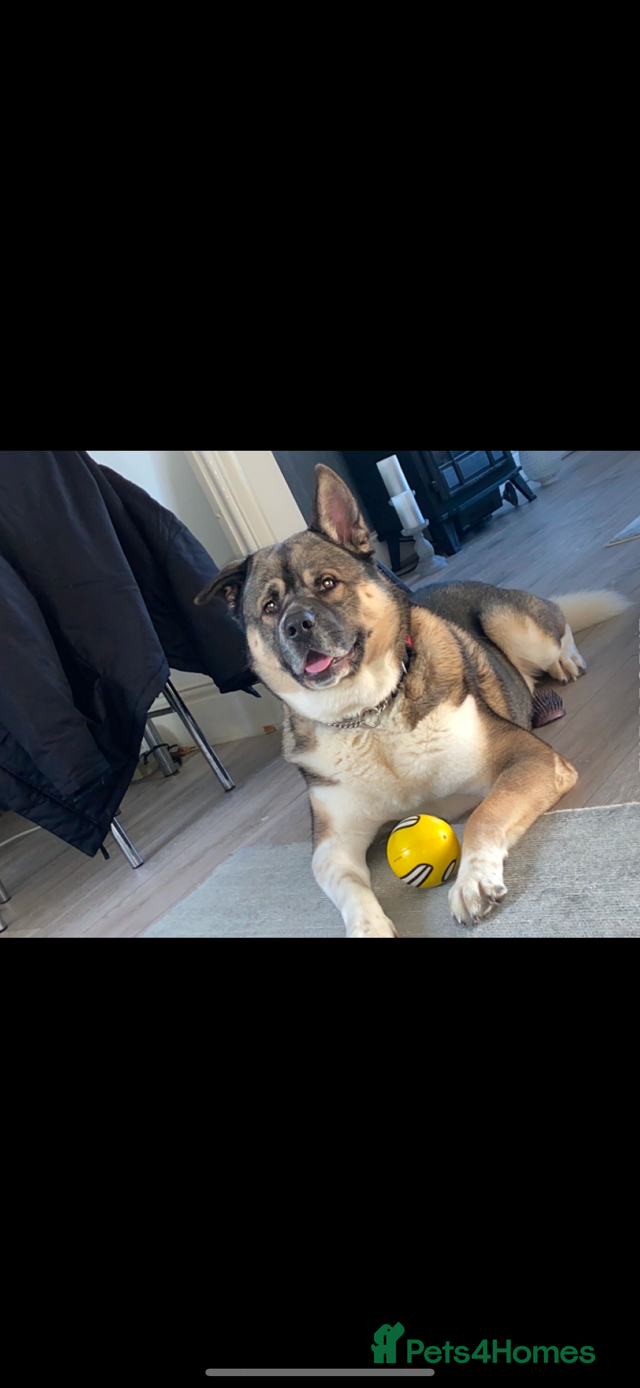 Akita dogs American Akita For STUD in Blackpool - Advert 9