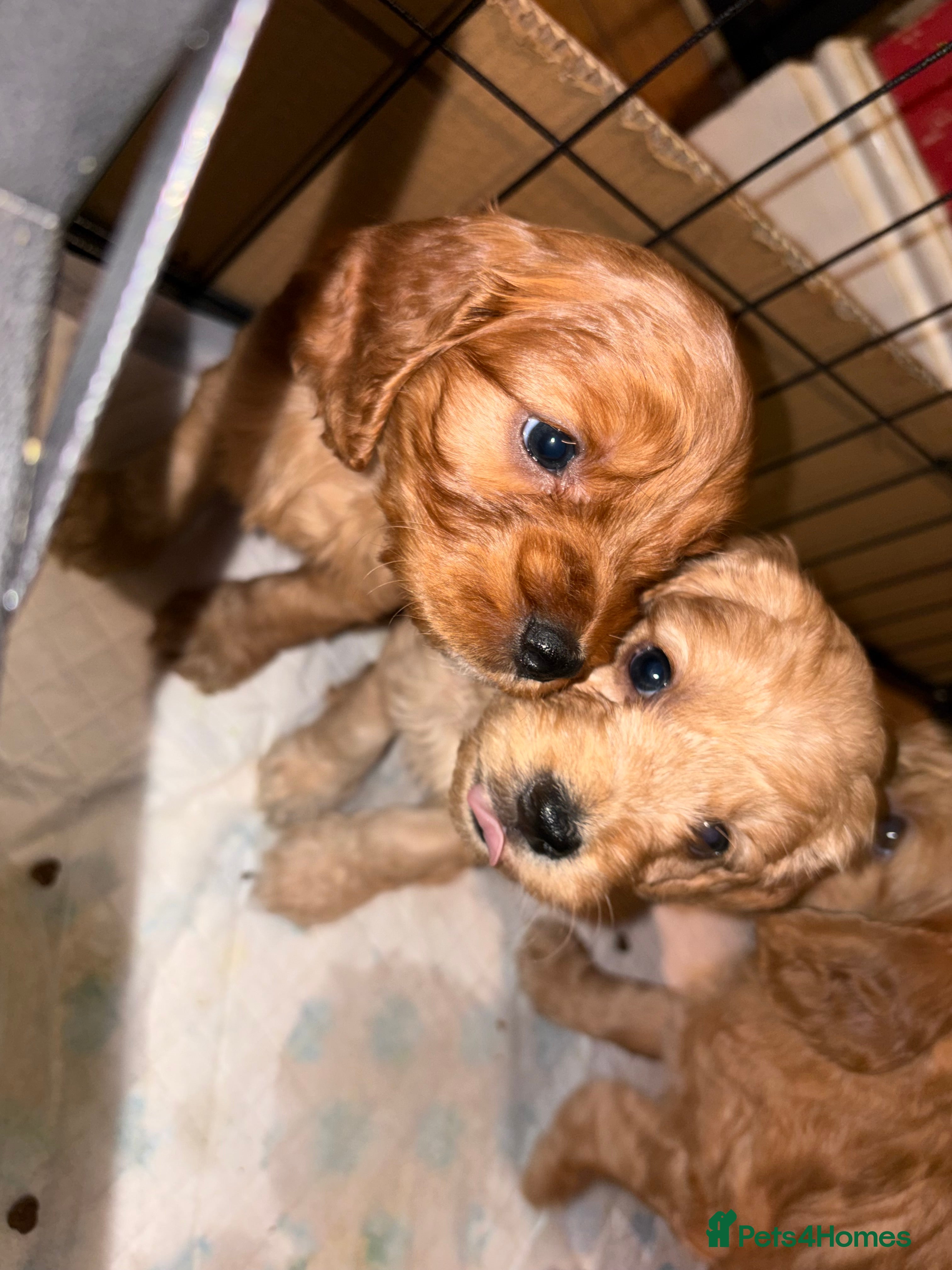 Cockapoo dogs Cockapoo F1B puppies - Advert 1