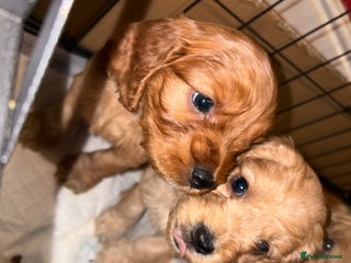 Cockapoo dogs Cockapoo F1B puppies - Advert 1