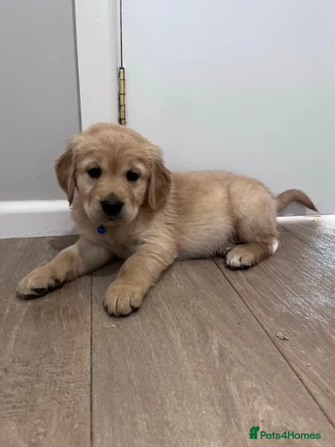 Golden Retriever dogs for sale: Golden Retriever Premium Puppies for sale in Stevenage - Advert 4