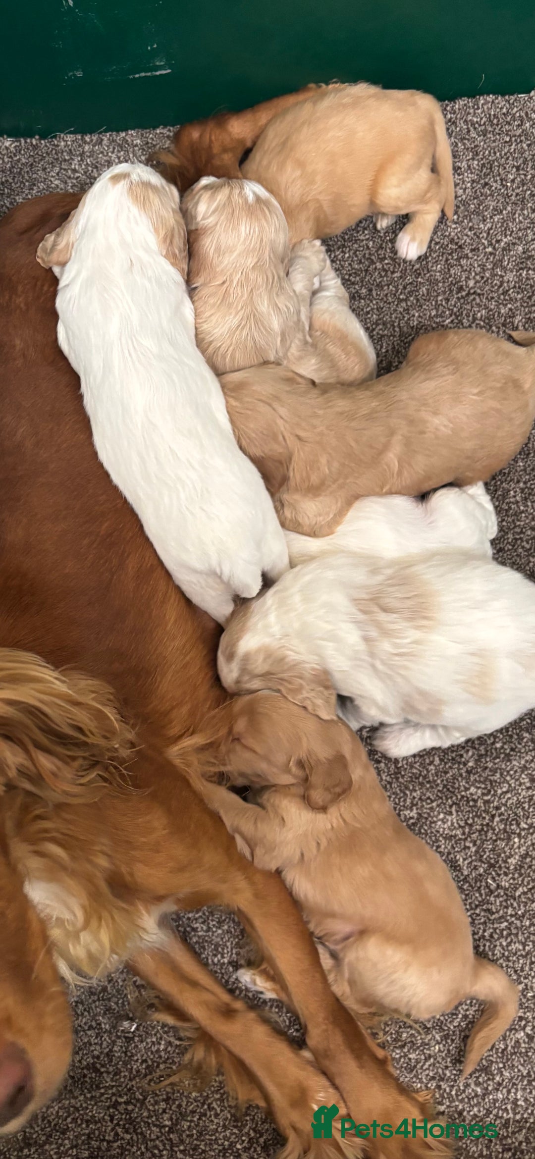 Cockapoo dogs for sale: F1 Cockapoo puppies. Health tested parents. - Image 19