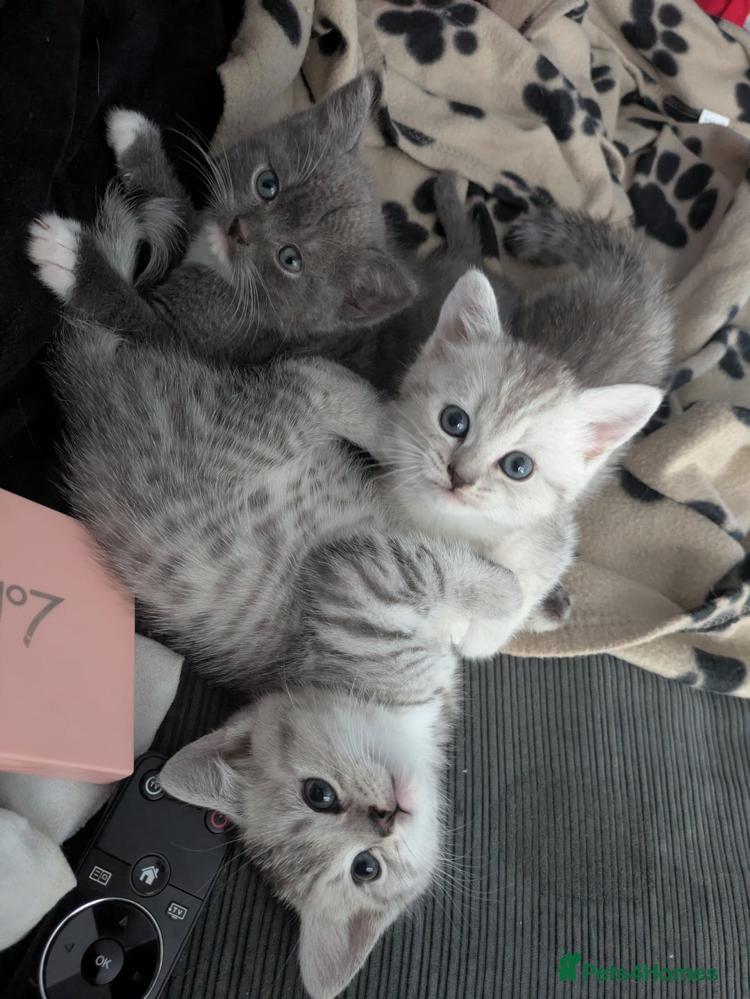 Mixed Breed cats for sale: 2 British Shorthair cross Ragdoll Boys Available  - Image 11