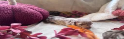 Miniature Dachshund dogs for sale: Beautiful Miniature Dachshund Puppies  - Advert 14