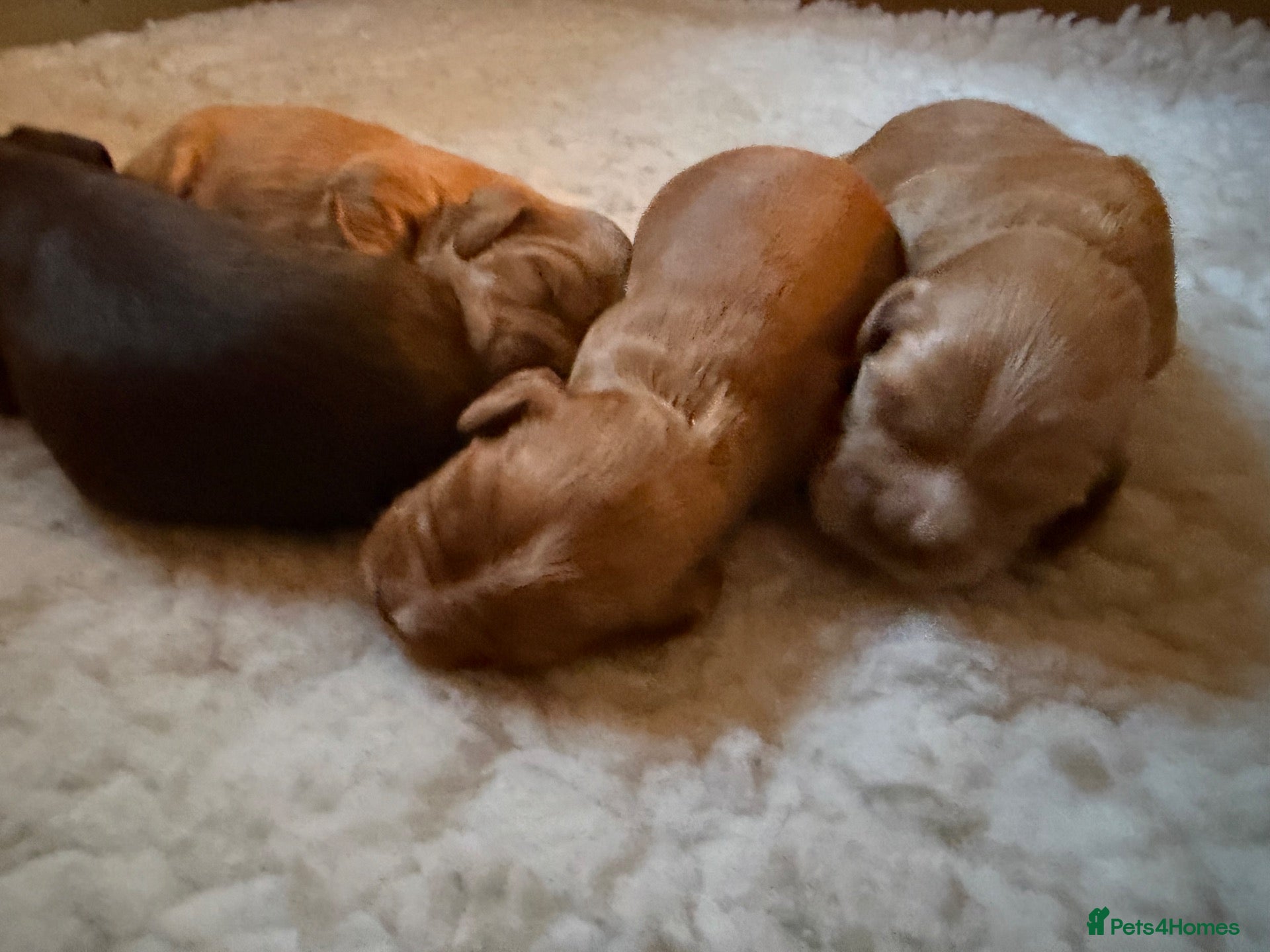 Cocker Spaniel dogs KC registered cocker spaniel puppies for sale - Advert 1
