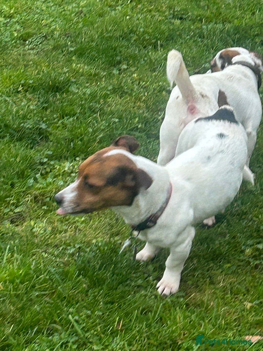 Jack Russell dogs for stud: Proven Short legged true  jack Russell for stud  in Eastleigh - Advert 17
