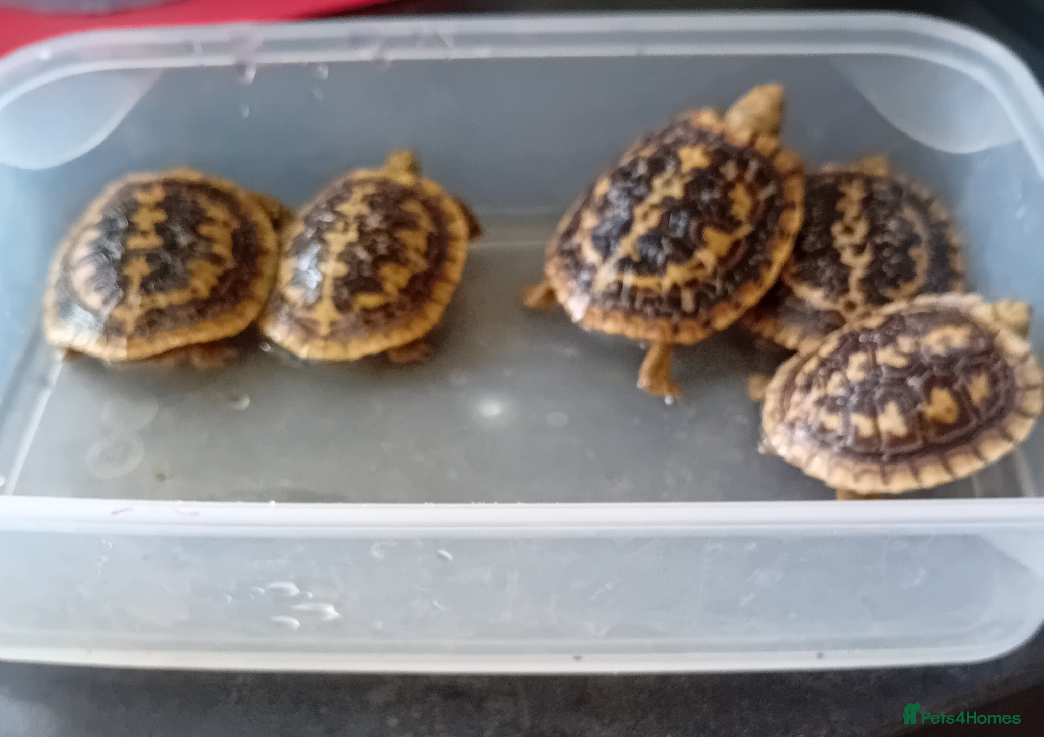Tortoise reptiles Pancake tortoise babies - Advert 9