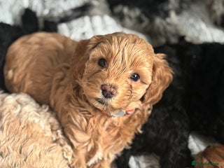 Mixed Breed dogs - Advert 35