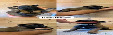 Grey Boy