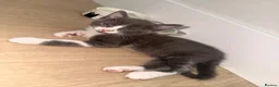 Mixed Breed cats for sale: Kittens for sale  - Advert 5