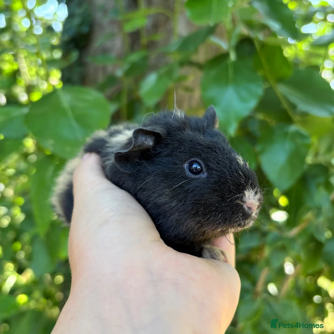 Guinea Pig rodents for sale: LOTS of Stunning Baby Girl Guinea Pigs 💗 - Advert 19
