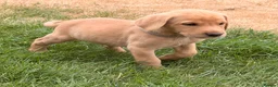 Labrador Retriever dogs for sale: Working Labrador Puppies – KC Registered in Shrewsbury - Advert 9