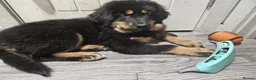 Tibetan Mastiff dogs for sale: Tibetan mastiff pupps - Advert 10