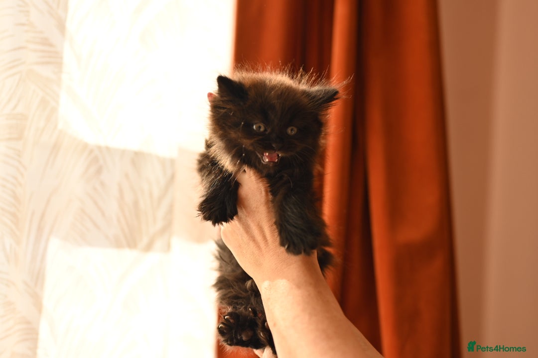 British Longhair cats for sale: 4 British Longhair x Persian Chinchilla Kittens  - Image 10