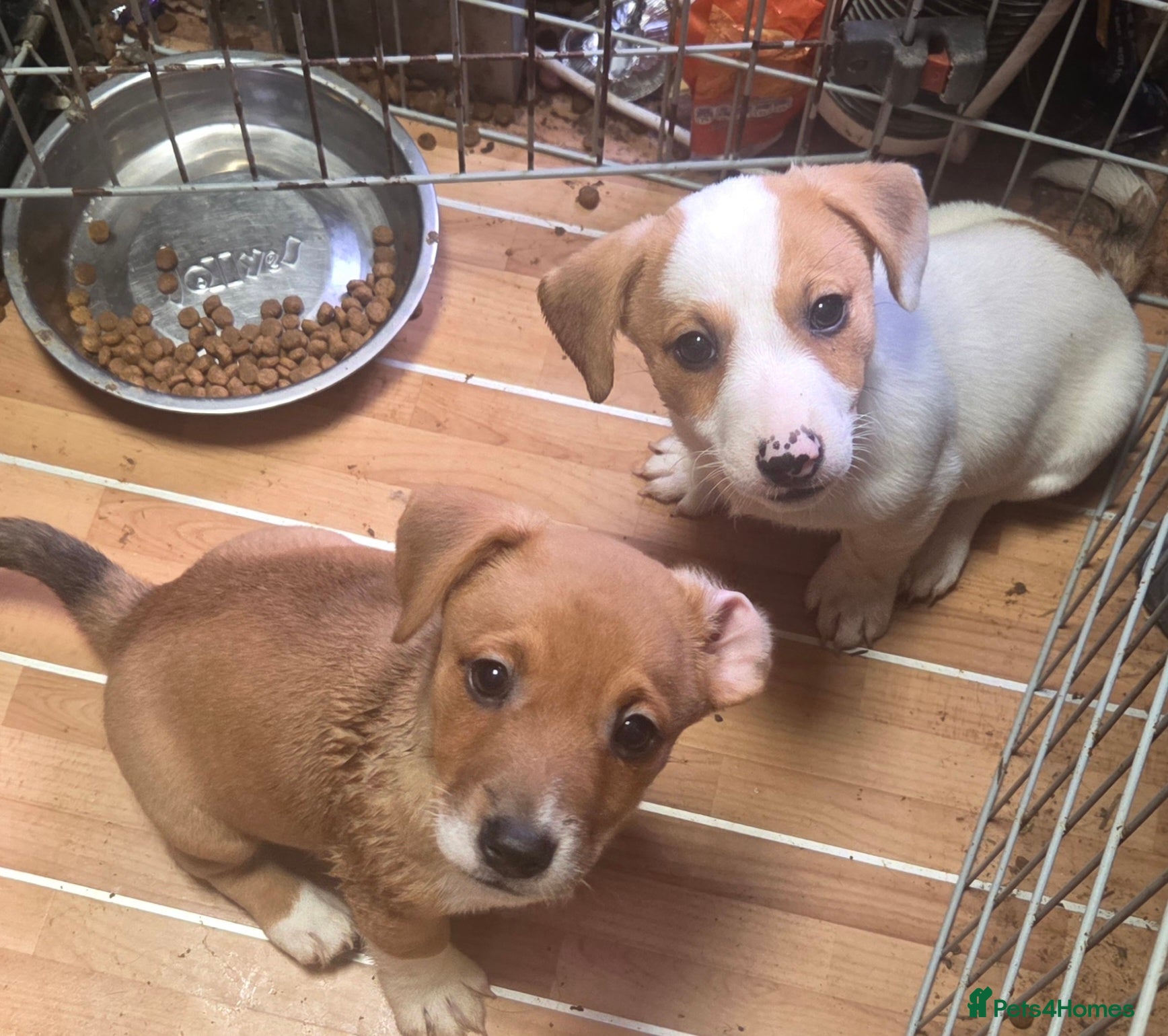 Jack Russell dogs for sale: Jack Russell puppies  - Advert 4