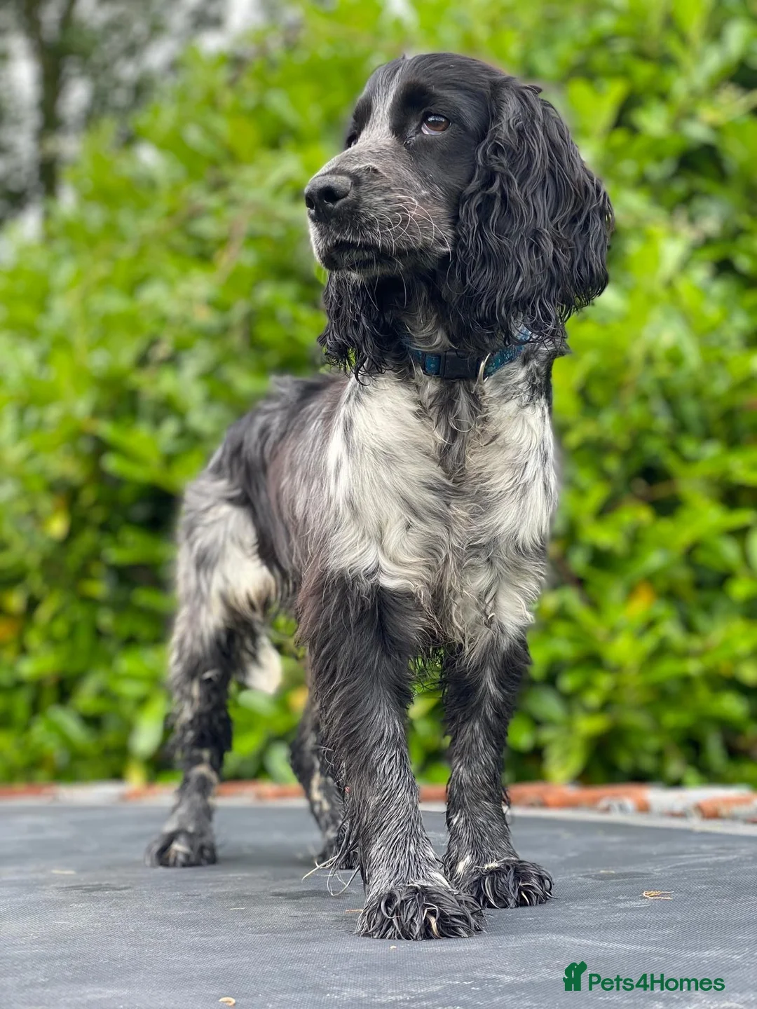 Cocker Spaniel dogs for sale: Cocker spaniel - Advert 2