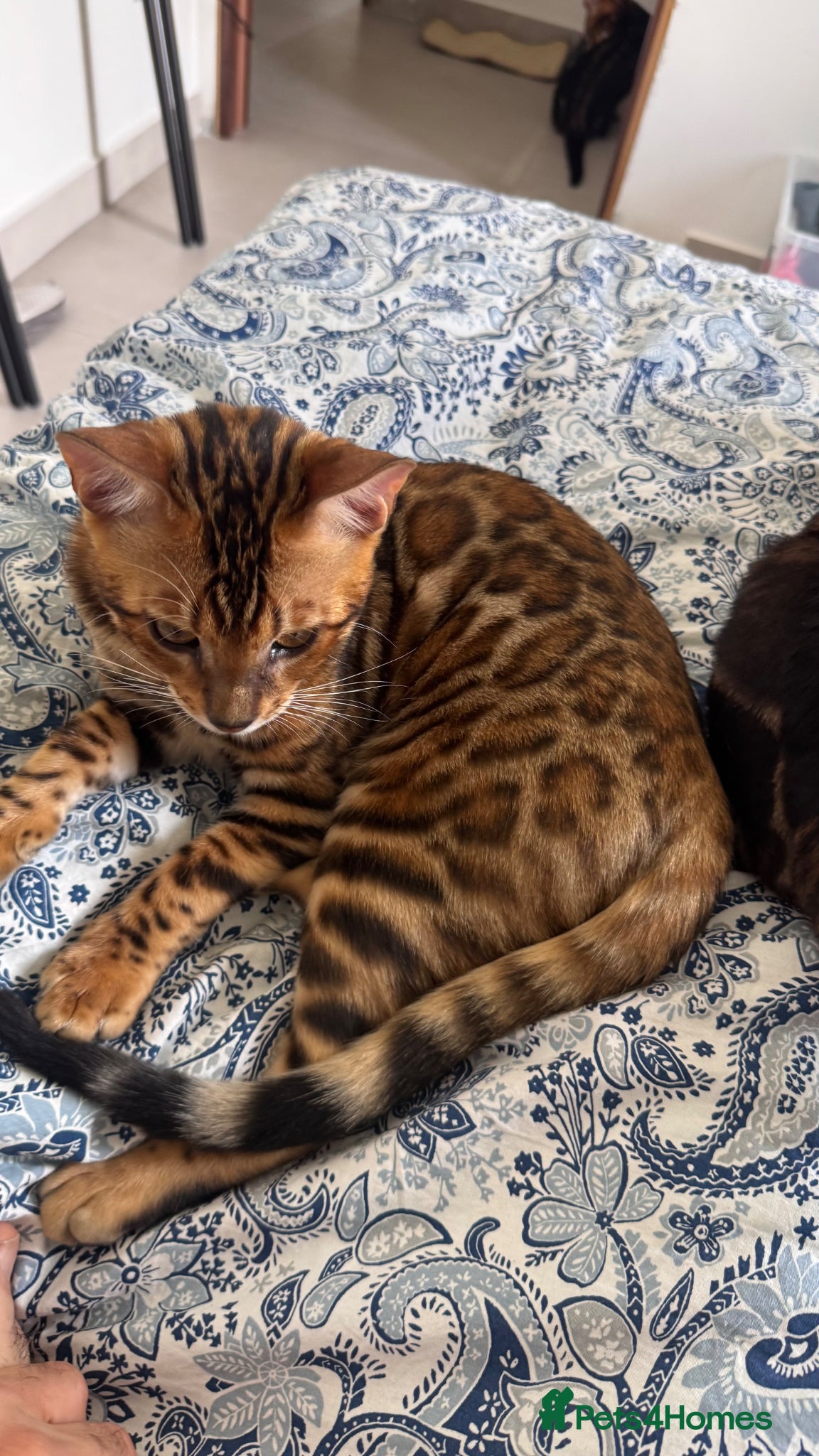 Bengal cats for sale: TICA Bengal cats adorable educated with kid NO UK  in London - Advert 38