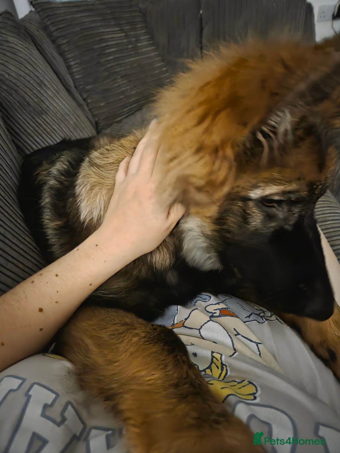 German Shepherd dogs for sale: 5 month german  - Advert 5