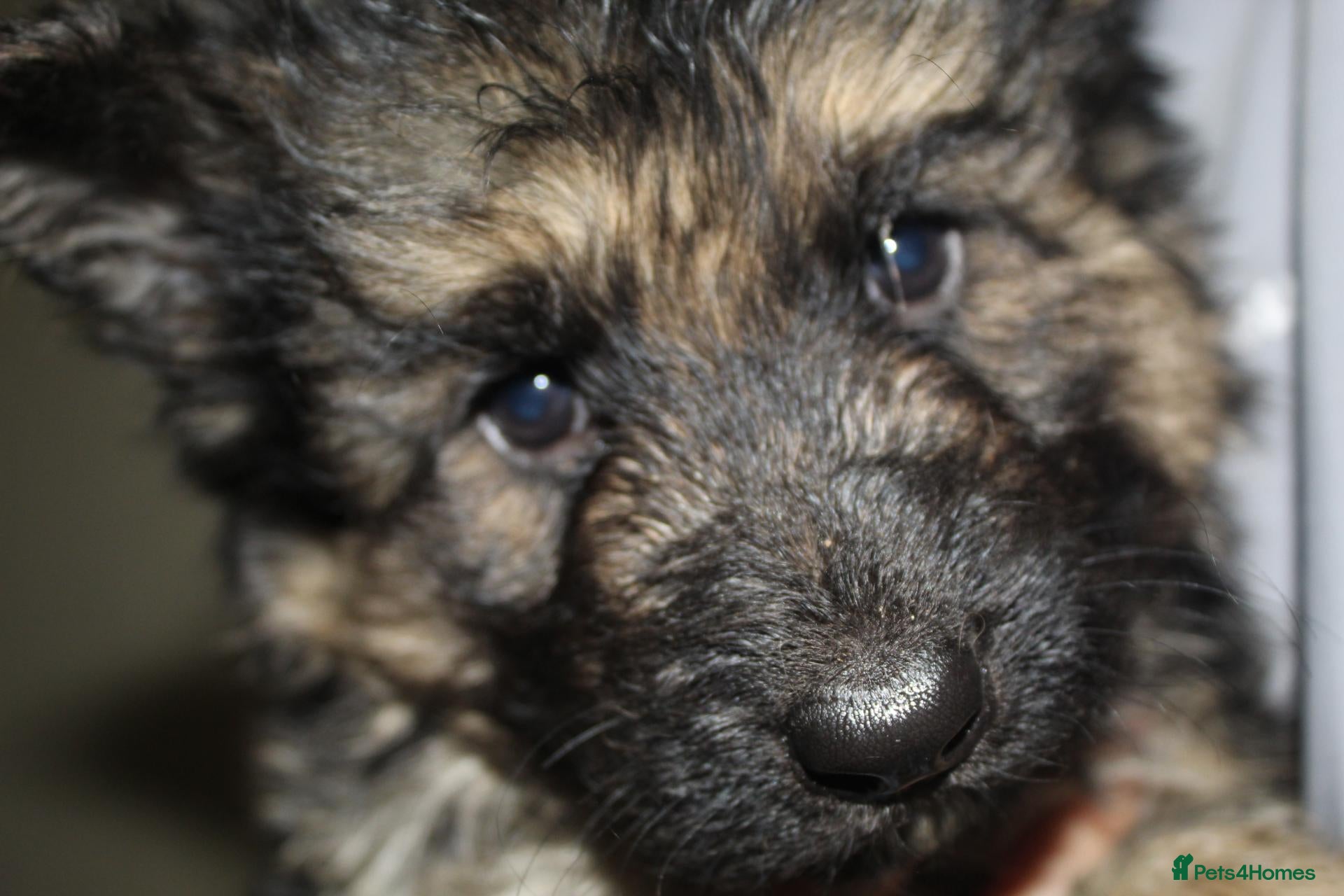 German Shepherd dogs for sale: German shepard puppies - Advert 1