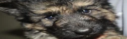 German Shepherd dogs for sale: German shepard puppies long haired  - Advert 1