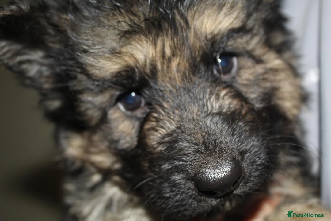 German Shepherd dogs for sale: German shepard puppies long haired  - Advert 1