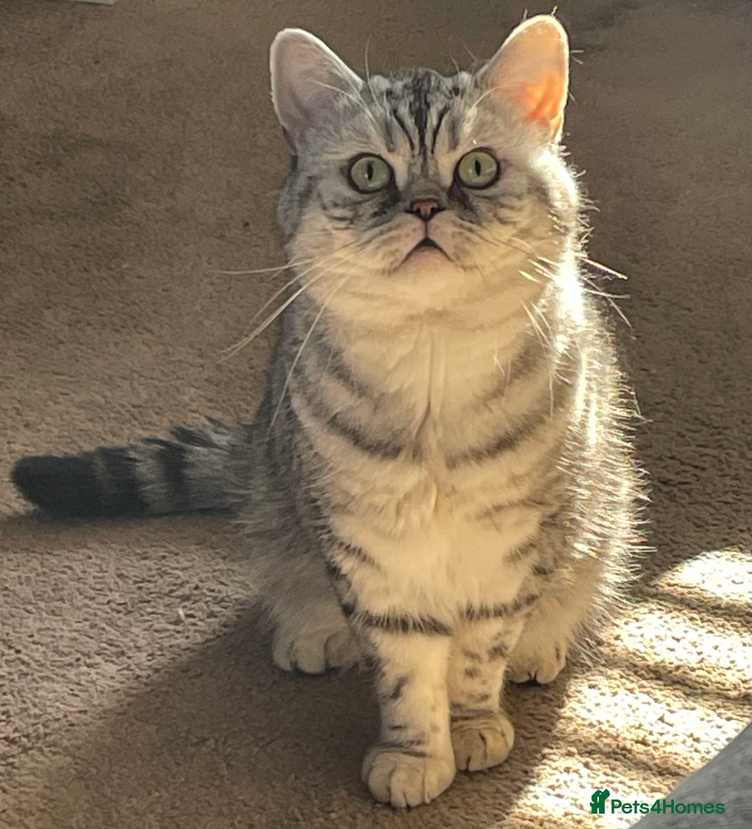 British Shorthair cats for sale: GCCf girl 9 months old. - Advert 3