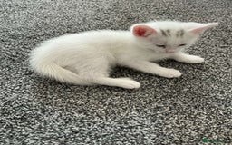 Mixed Breed cats for sale: Healthy & Playful Kittens - Image 15