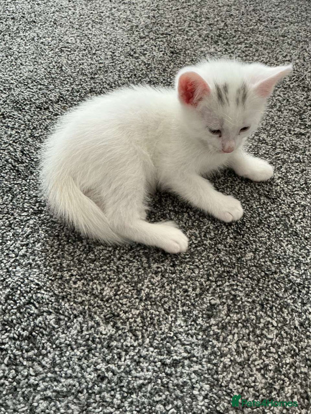 Mixed Breed cats for sale: Healthy & Playful Kittens - Image 15