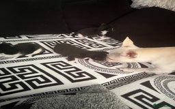 Mixed Breed cats for sale: Toxido kittens  - Image 14