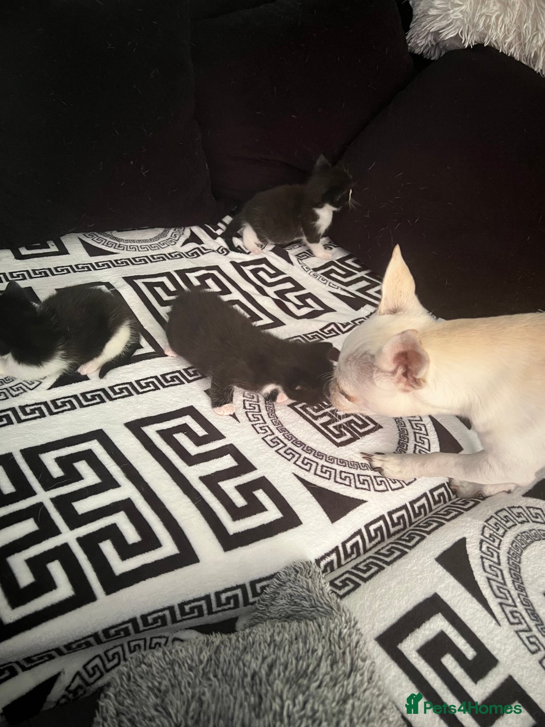 Mixed Breed cats for sale: Toxido kittens  - Image 14