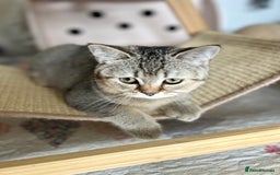 Scottish Fold cats for sale: Beautiful kittens just for you - Image 6