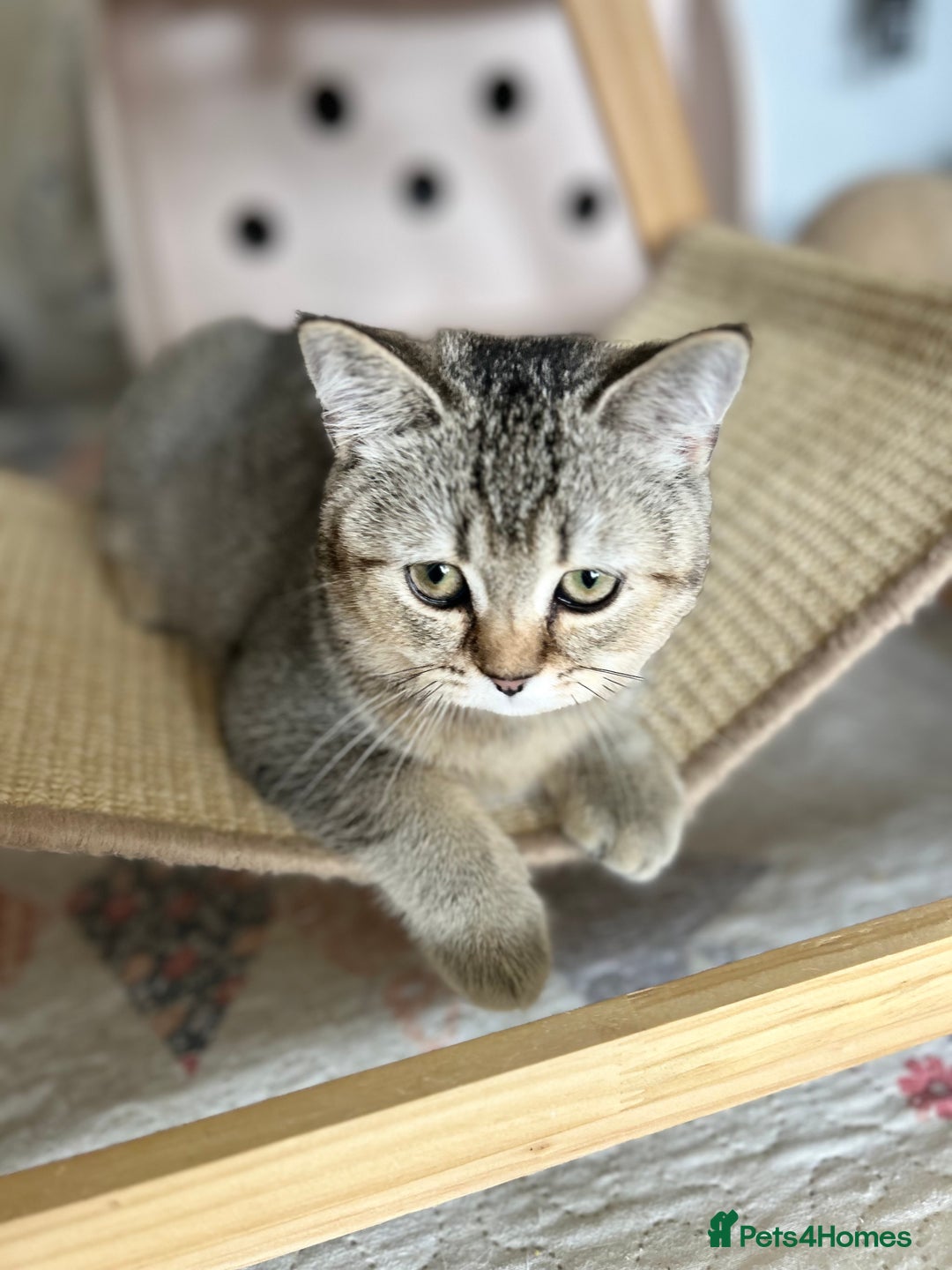 Scottish Fold cats for sale: Beautiful kittens just for you - Image 6