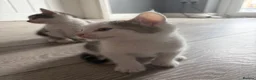 Mixed Breed cats for sale: Three Playful Kittens Looking for Loving Homes - Advert 3