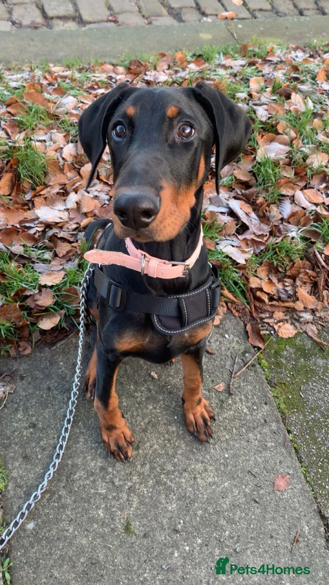 Dobermann dogs for sale: Narla  - Advert 2