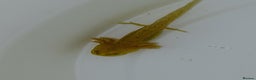 Other/Mixed Breed fish for sale: Axolotls babies gold and copper  - Advert 7